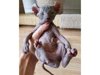 Sphinx kittens available for rehoming