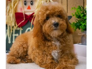 Poodle puppies for rehoming this charismas