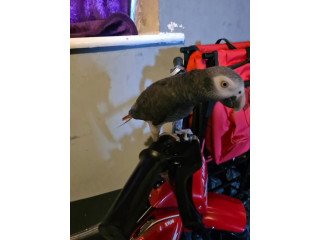 African grey parrot available for sale