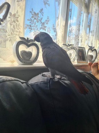 african-grey-parrot-available-for-sale-big-0