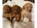 poodle-puppies-for-rehoming-this-charismas-small-0