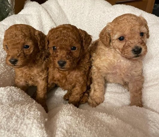 poodle-puppies-for-rehoming-this-charismas-big-0