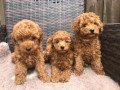 poodle-puppies-for-rehoming-this-christmas-small-0