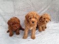 poodle-puppies-for-rehoming-this-charismas-small-0