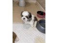 male-and-female-shih-tzu-puppies-for-sale-small-2