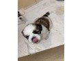 male-and-female-shih-tzu-puppies-for-sale-small-3
