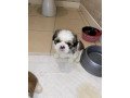 male-and-female-shih-tzu-puppies-for-sale-small-1