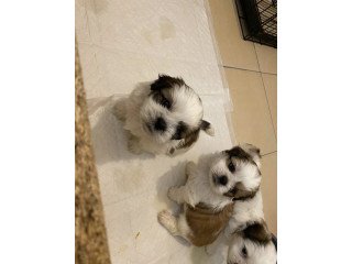 Male and female shih tzu puppies for sale