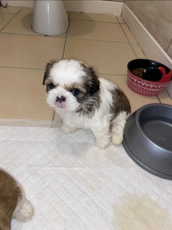 male-and-female-shih-tzu-puppies-for-sale-big-2