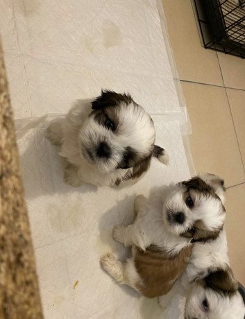 male-and-female-shih-tzu-puppies-for-sale-big-0