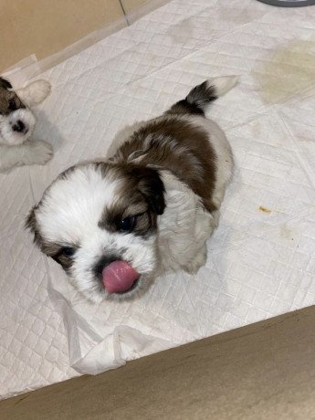 male-and-female-shih-tzu-puppies-for-sale-big-3