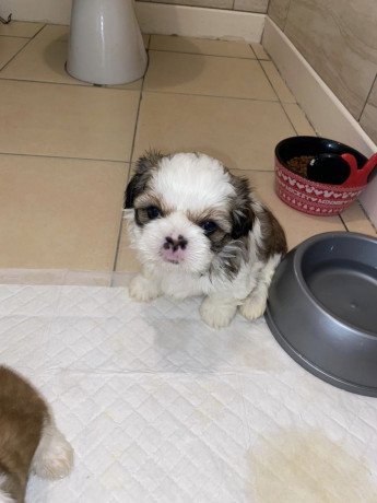male-and-female-shih-tzu-puppies-for-sale-big-1