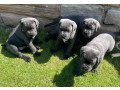 cane-corso-puppies-for-sale-small-1