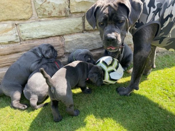 cane-corso-puppies-for-sale-big-0