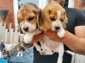 beagle-puppies-for-sale-small-1
