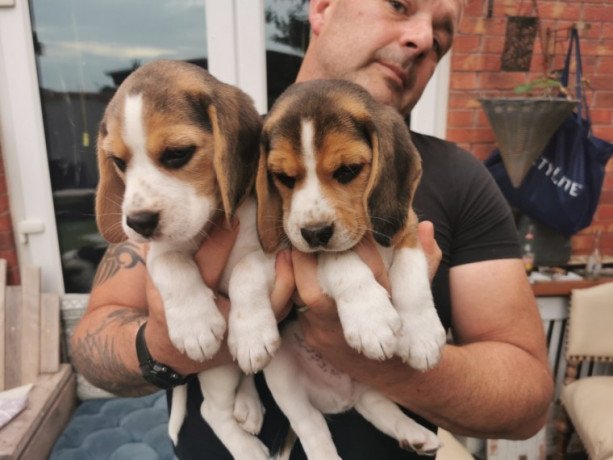 beagle-puppies-for-sale-big-0