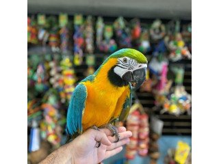 Blue And Gold Macaw Parrot