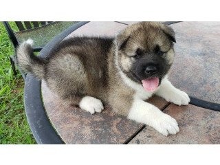 Awesome Akita puppies male and female