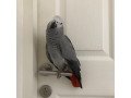 adorable-african-grey-parrots-for-sale-small-0