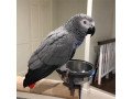 adorable-african-grey-parrots-for-sale-small-0