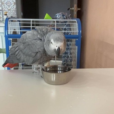 adorable-african-grey-parrots-for-sale-big-0