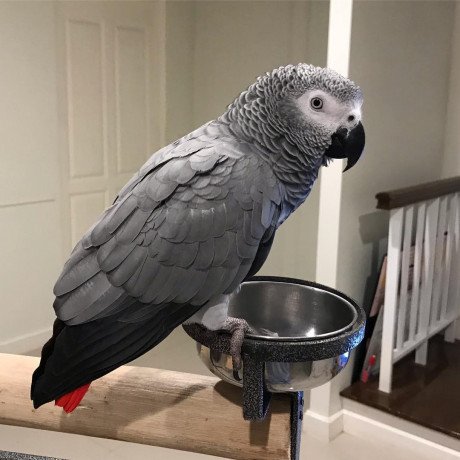 adorable-african-grey-parrots-for-sale-big-1