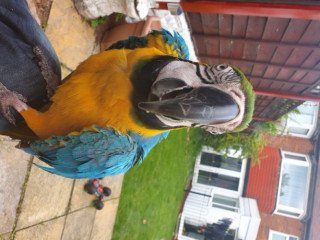Adorable Macaw Parrots For Sale