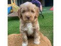 labradoodle-puppies-for-sale-small-1