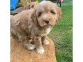 labradoodle-puppies-for-sale-small-0