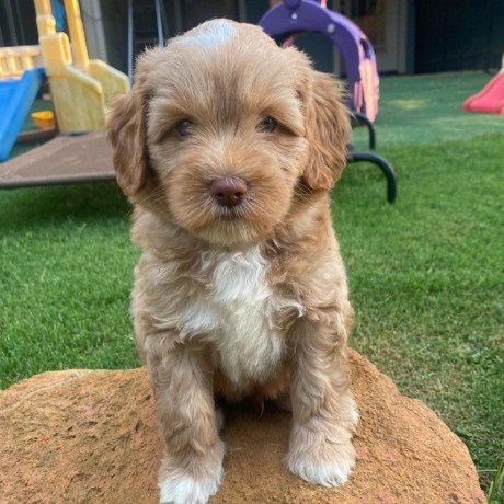 labradoodle-puppies-for-sale-big-1