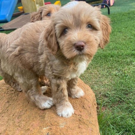 labradoodle-puppies-for-sale-big-0