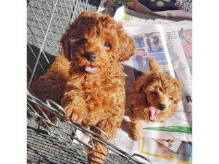 Poodle puppies for pet lovers
