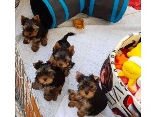 Yorkie puppies available now