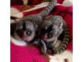 marmoset-monkeys-available-now-small-0