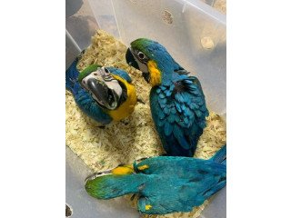 Blue and Gold Macaw parrots for pet lovers