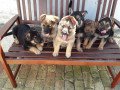 gorgeous-german-shepherd-puppies-for-adoption-small-0