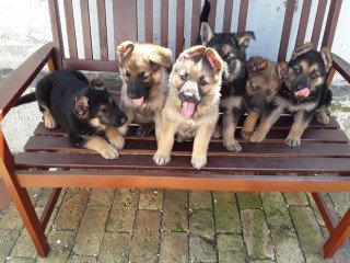 Gorgeous German Shepherd puppies for adoption