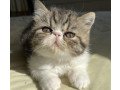 exotic-shorthair-persian-kittens-small-0