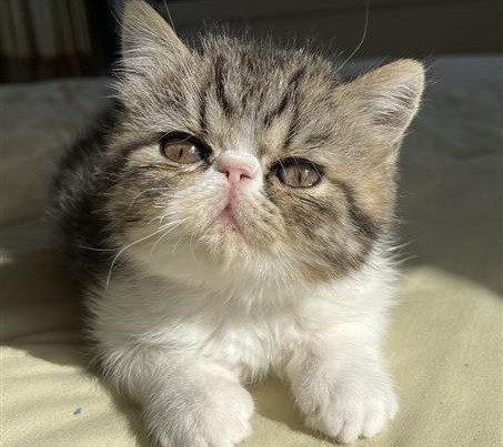 exotic-shorthair-persian-kittens-big-0