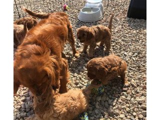 Cavoodle puppies for re-homing