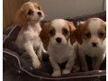 blenheim-cavalier-king-charles-puppies-ready-for-a-new-home-small-0