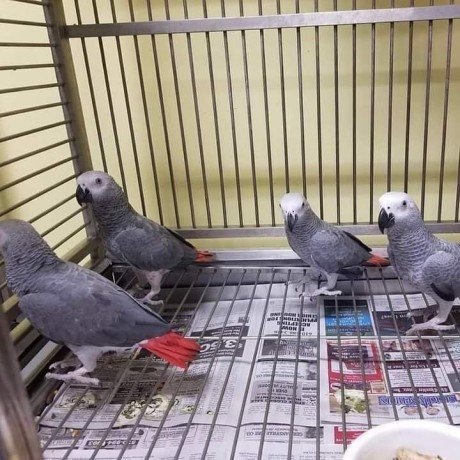 hand-reared-african-grey-parrots-available-now-big-0