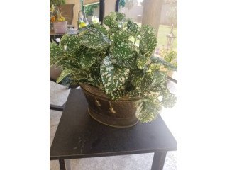 Indoor/Outdoor Plants Decor