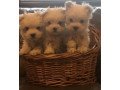 maltese-puppies-small-1