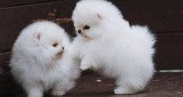 pomeranian-puppies-for-adoption-big-0