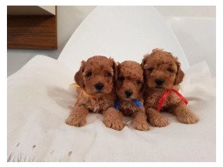 Poodle puppies for adoption.