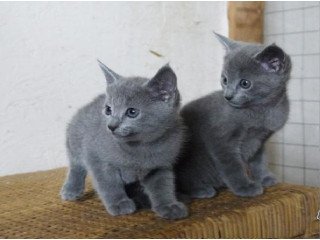 Russian Blue Kittens for adoption.