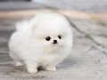 tea-cup-pomeranian-puppies-for-sale-small-0