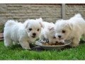 charming-tea-cup-maltese-puppies-for-adoption-small-0