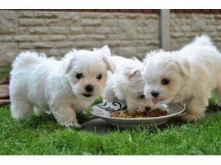 charming-tea-cup-maltese-puppies-for-adoption-big-0